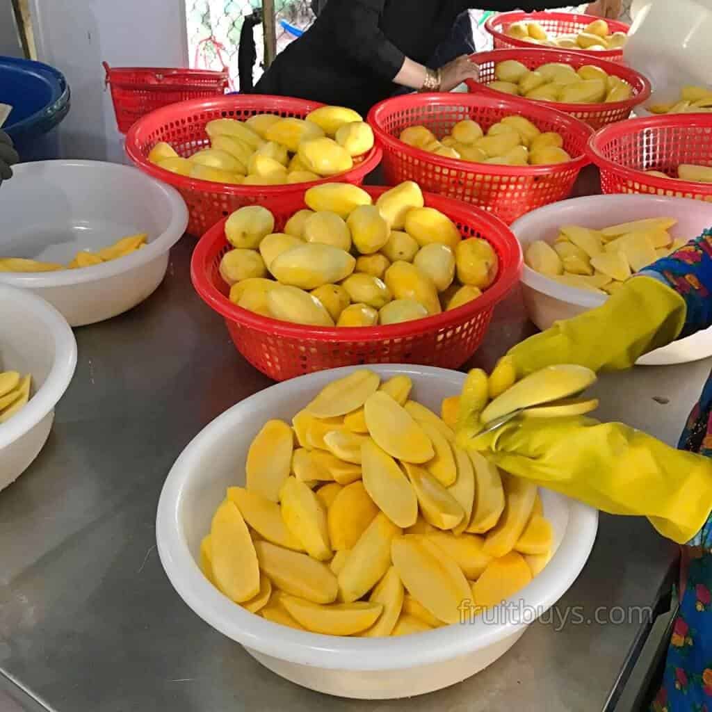Crispy Mango Chips 3 FruitBuys Vietnam 1024 Crispy Mango Chipsdried Mango Fruitbuys Vietnam (14)