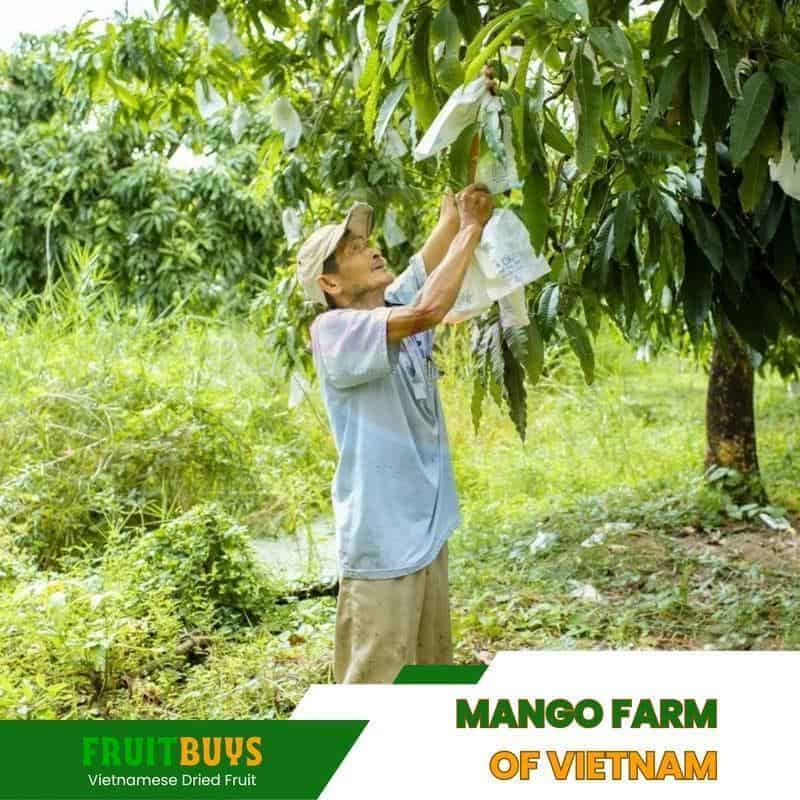FruitBuys Vietnam Mango Farm Of Vietnam 23927