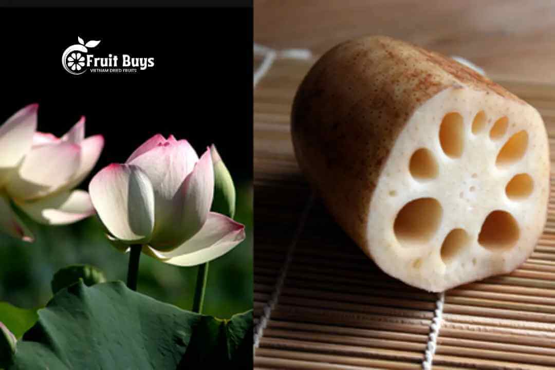 FruitBuys Vietnam Lotus Root