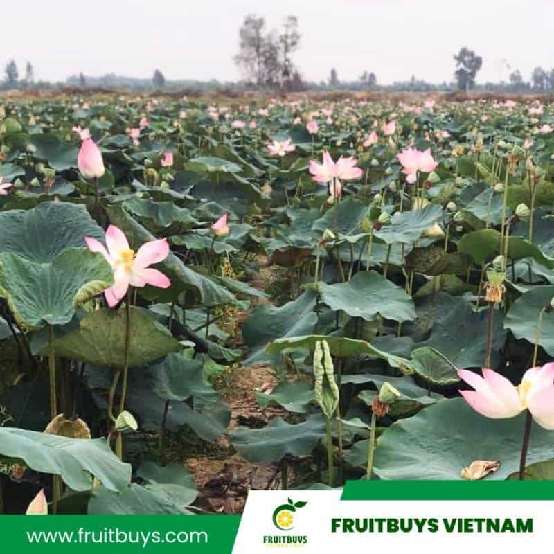 FruitBuys Vietnam Lotus Root Chips (3)