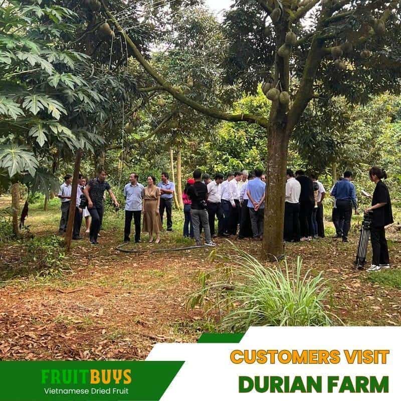 FruitBuys Vietnam Customers Visit Durian Farm 23930