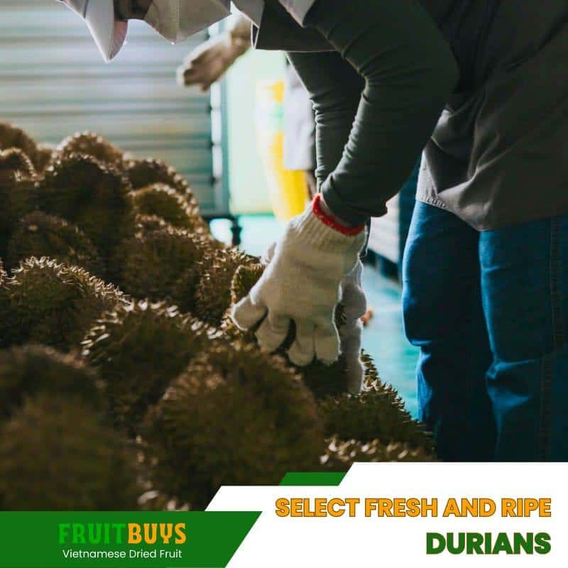 FruitBuys Vietnam Select Fresh And Ripe Durians 23930