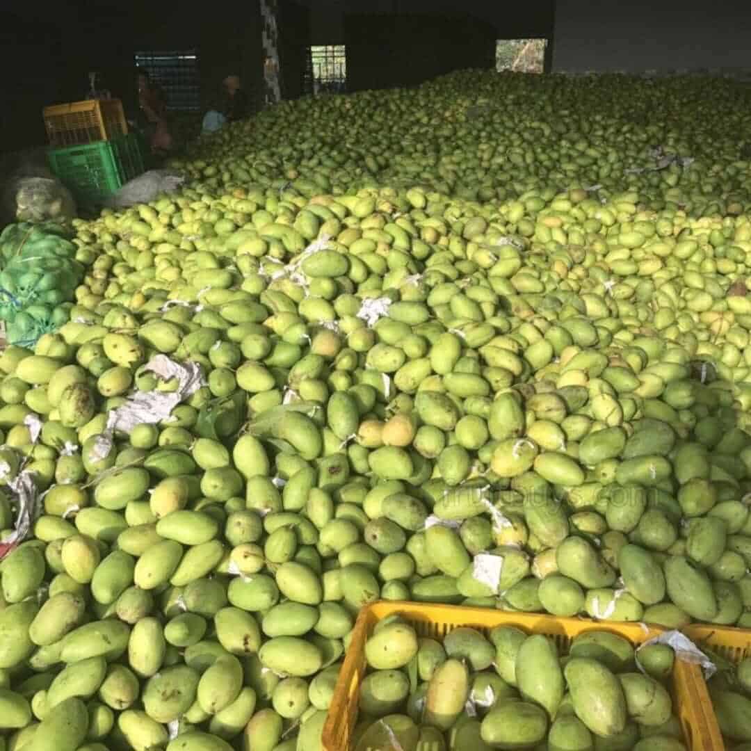 Is Mango Good For You? Nutrition, Benefits & How To Enjoy Mangoes