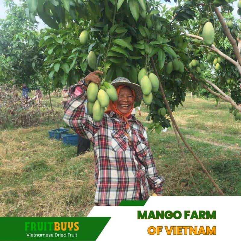 FruitBuys Vietnam Mango Farm Of Vietnam 23927