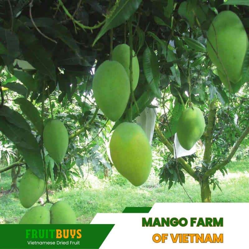 FruitBuys Vietnam Mango Farm Of Vietnam 23926