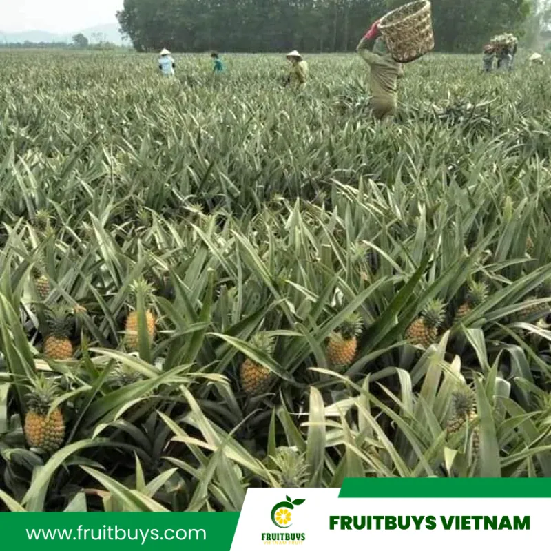 FruitBuys Vietnam Pineapple Farm (10)