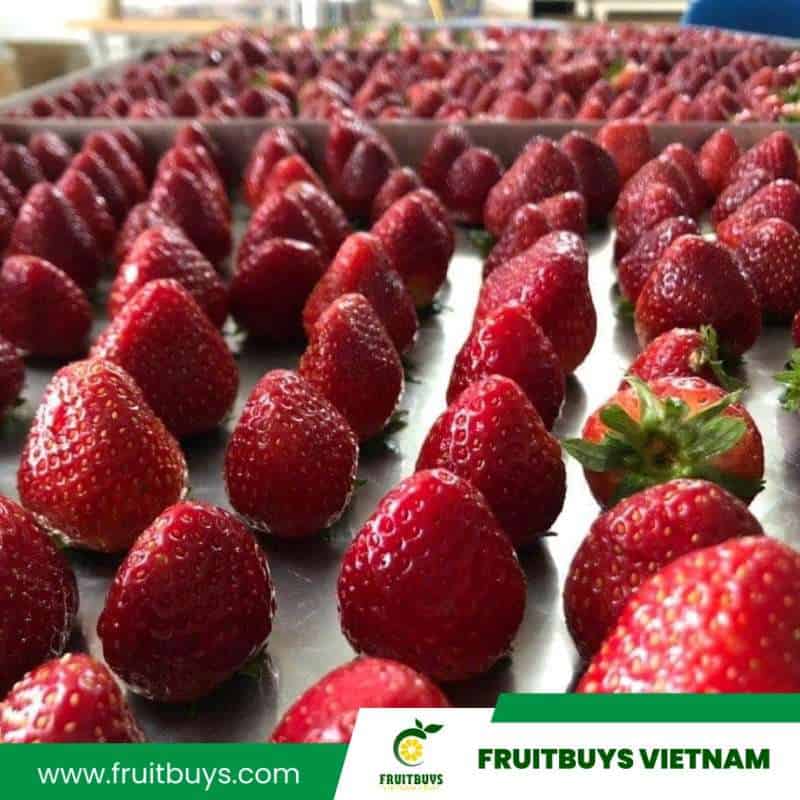 FruitBuys Vietnam  230510 Freeze Dried Strawberries 2023 (2)