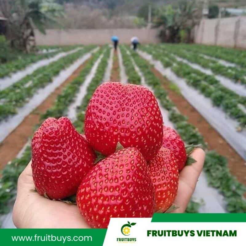 FruitBuys Vietnam 230510 Freeze Dried Strawberries (29)