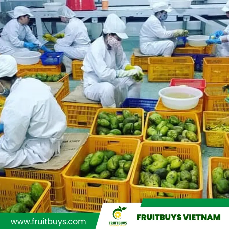 FruitBuys Vietnam  230514 Dried Mango Fruitbuys Vietnam (19)
