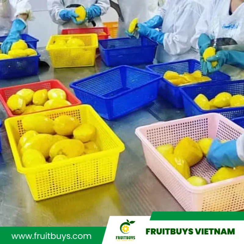 FruitBuys Vietnam  230514 Dried Mango Fruitbuys Vietnam (20)