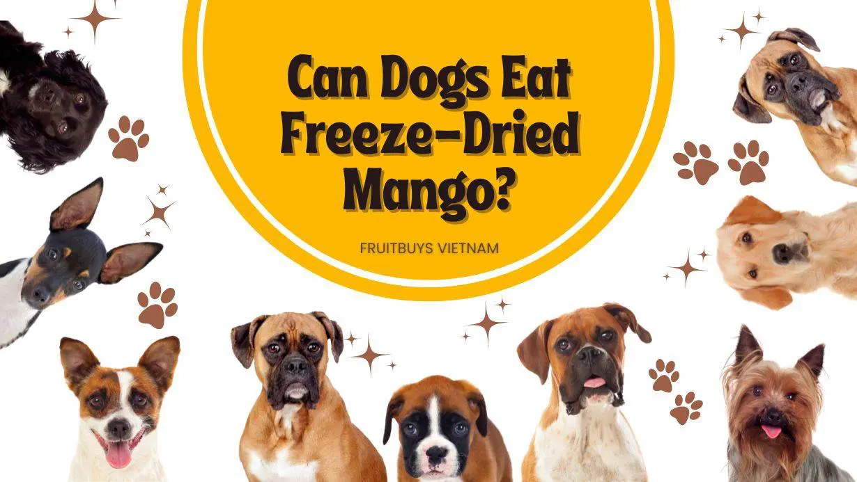 what dried fruit good for dogs