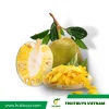 FruitBuys Vietnam  230514 Dried Jackfruit (low Sugar) (2)
