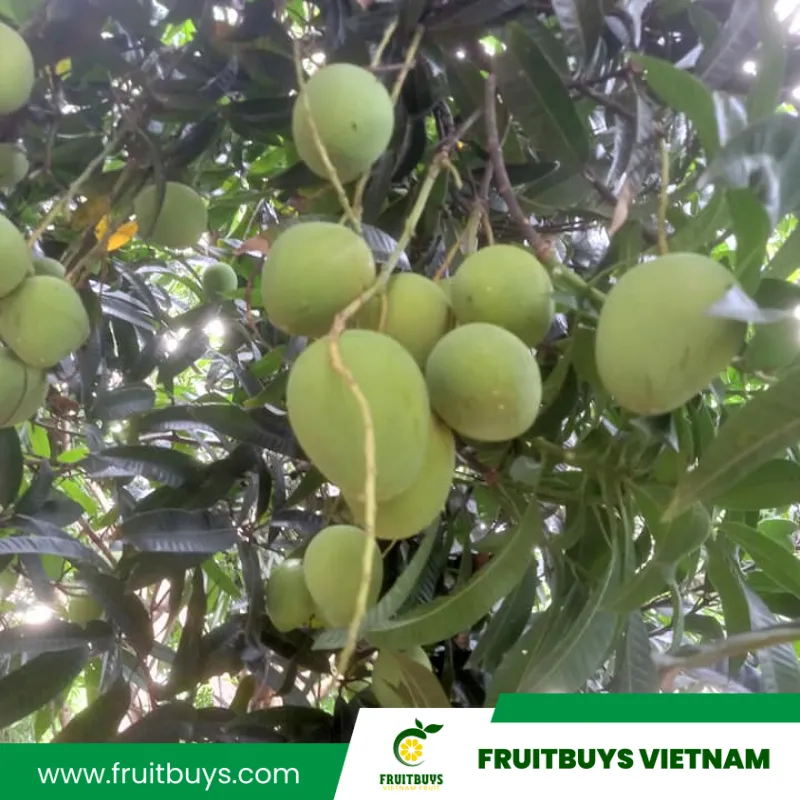 FruitBuys Vietnam 230514 Mango Farm (31)