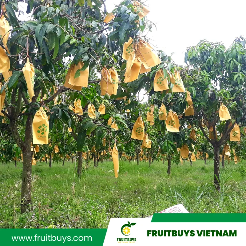 FruitBuys Vietnam  230514  Mango Farm (7)