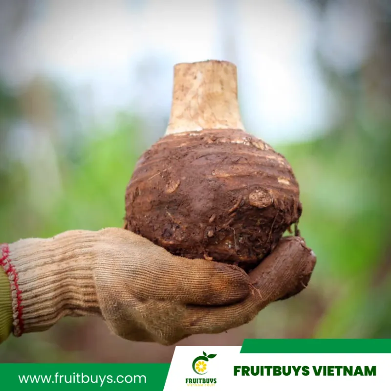 FruitBuys Vietnam - Taro