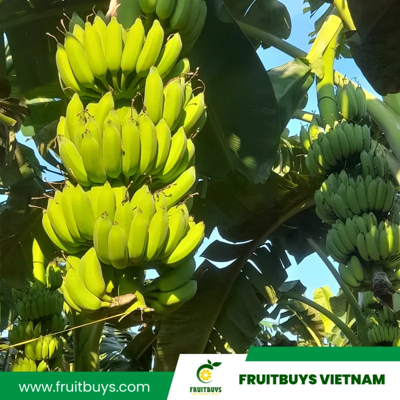 FruitBuys Vietnam 230517 Bananas Farm (8)