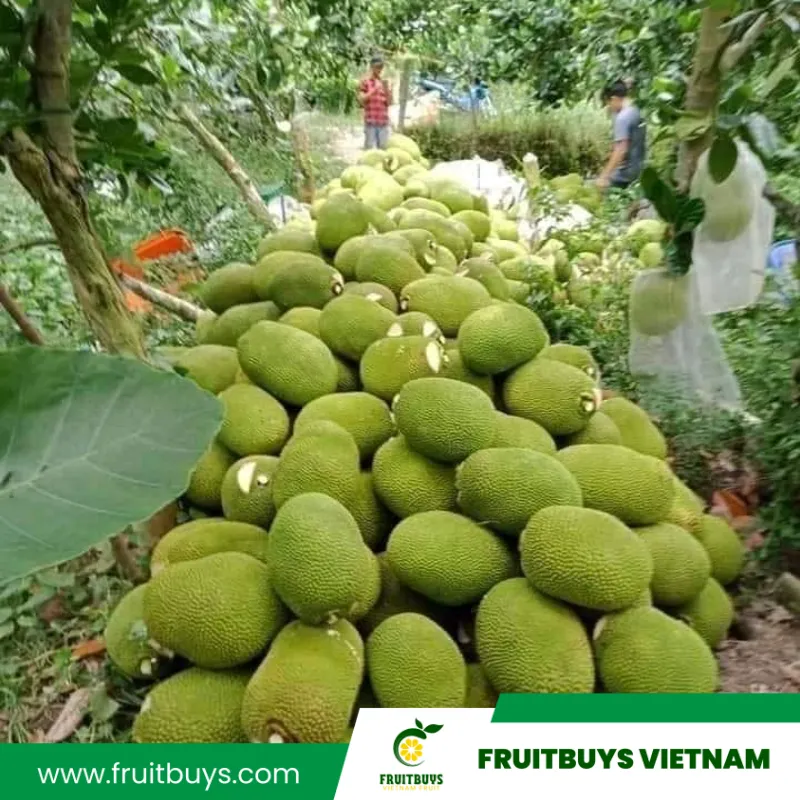 FruitBuys Vietnam 230517 Jackfruit Farm (10)