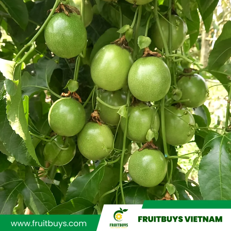 FruitBuys Vietnam 230517 Passion Fruit (13)