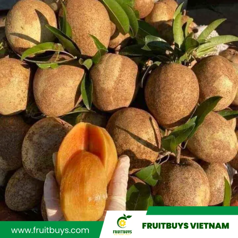 FruitBuys Vietnam  230517 Sapodilla Farm (4)