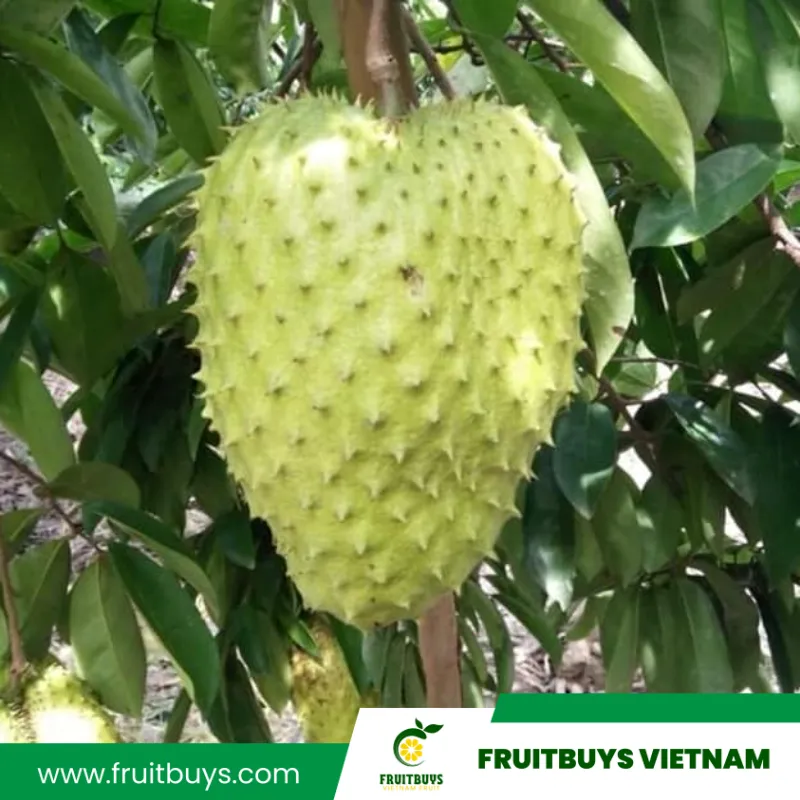 FruitBuys Vietnam 230517 Soursop Farm (4)