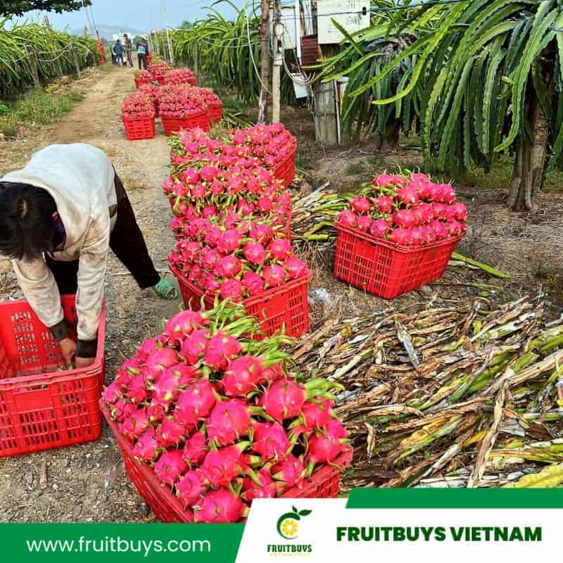 Fruitbuys Vietnam Dragon Fruit 1