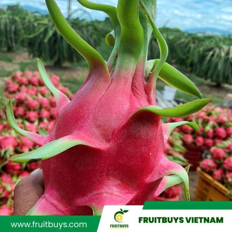 Fruitbuys Vietnam Dragon Fruit