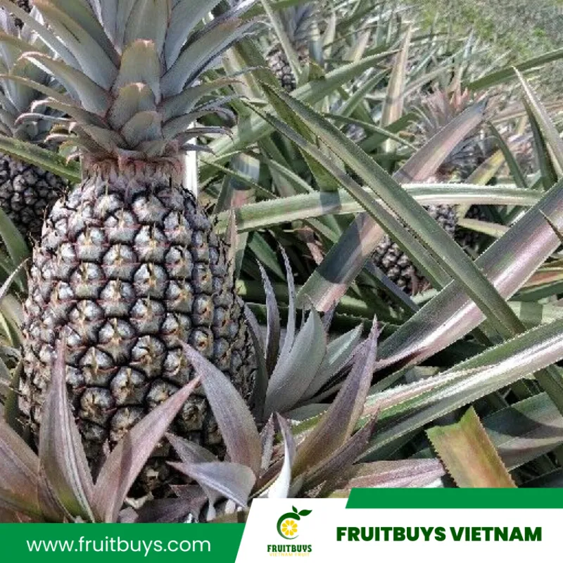 FruitBuys Vietnam Pineapple Farm (37)