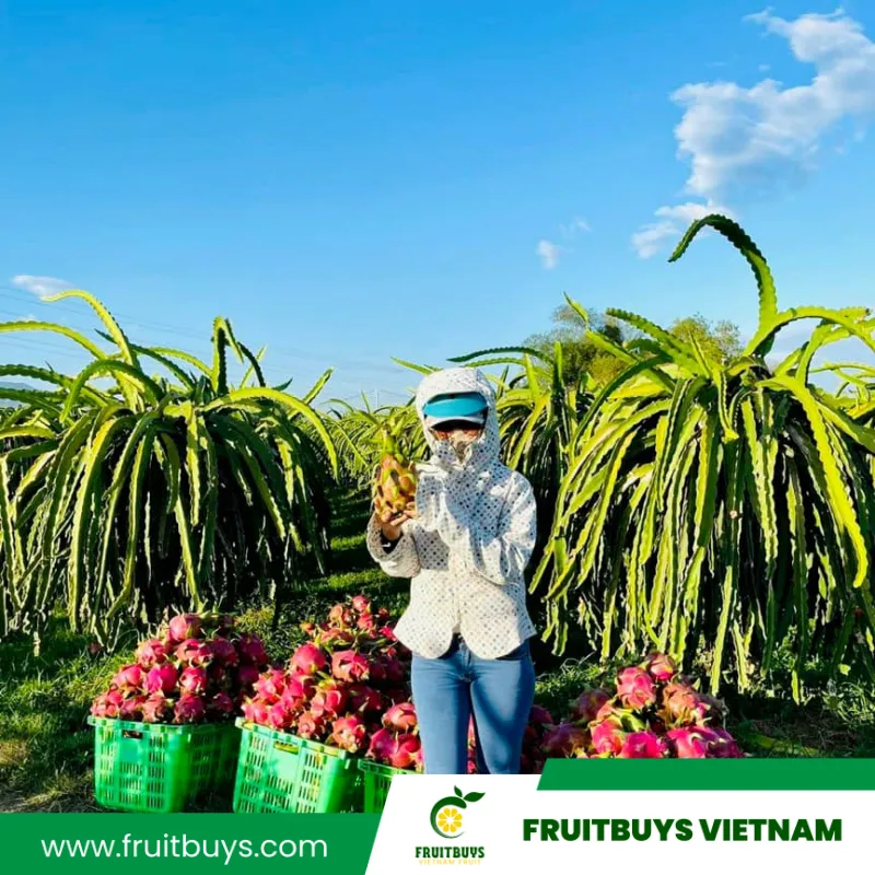 Fruitbuys Vietnam 230517 Dragon Fruit Farm 4