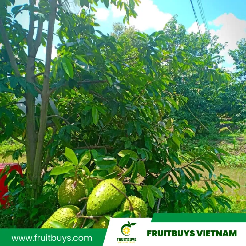 Fruitbuys Vietnam 230517 Soursop Farm 5