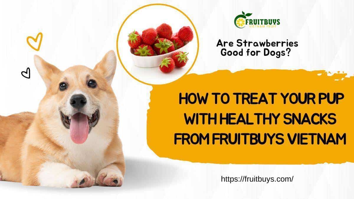 Fruitbuys Vietnam Are Strawberries Good For Dogs How To Treat Your Pup With Healthy Snacks From Fruitbuys Vietnam
