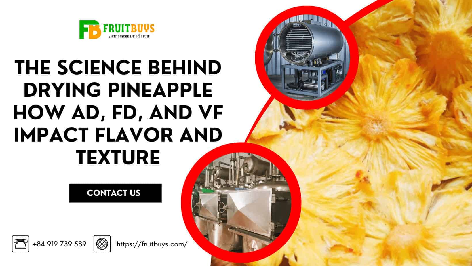 FruitBuys Vietnam  The Science Behind Drying Pineapple How AD, FD, And VF Impact Flavor And Texture