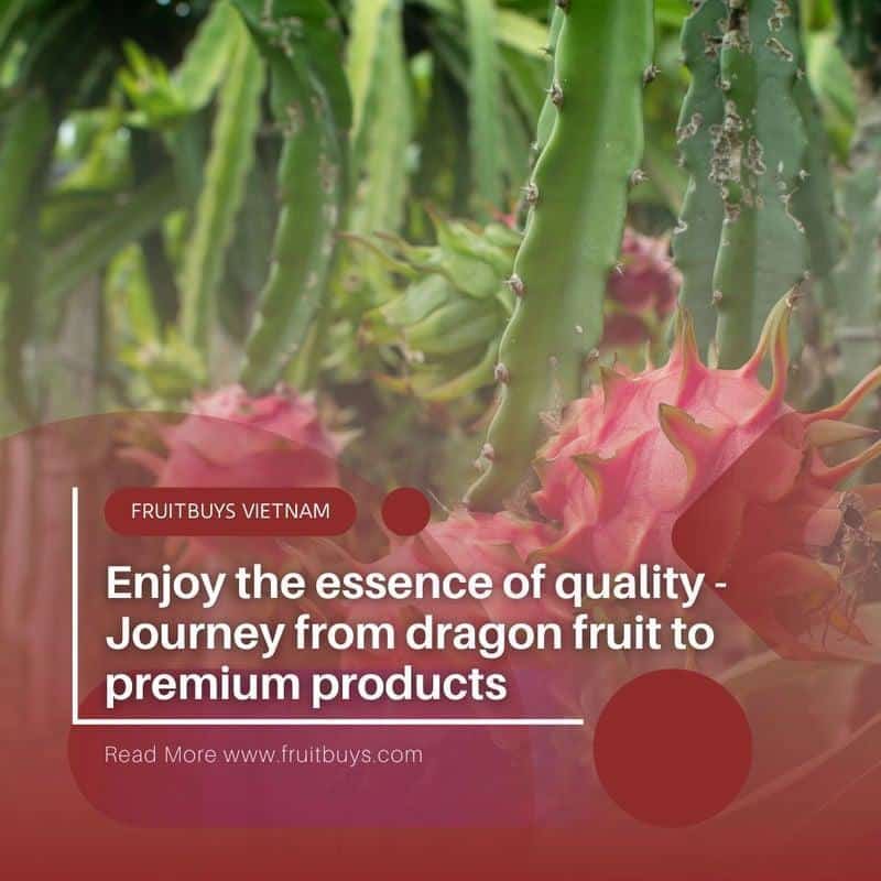 FruitBuys Vietnam  Dragon Fruit Plant 23922