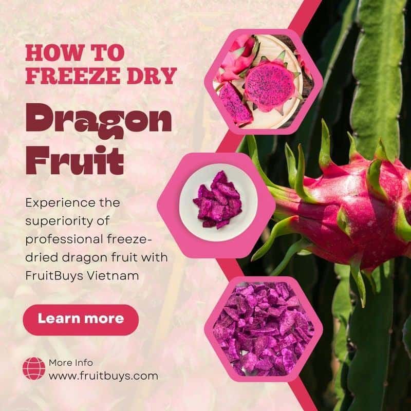 FruitBuys Vietnam How To Freeze Dry Dragon Fruit 23922