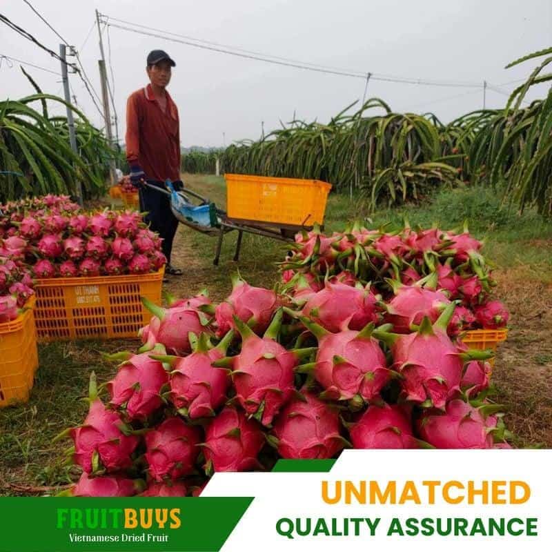FruitBuys Vietnam Unmatched Quality Assurance 23922