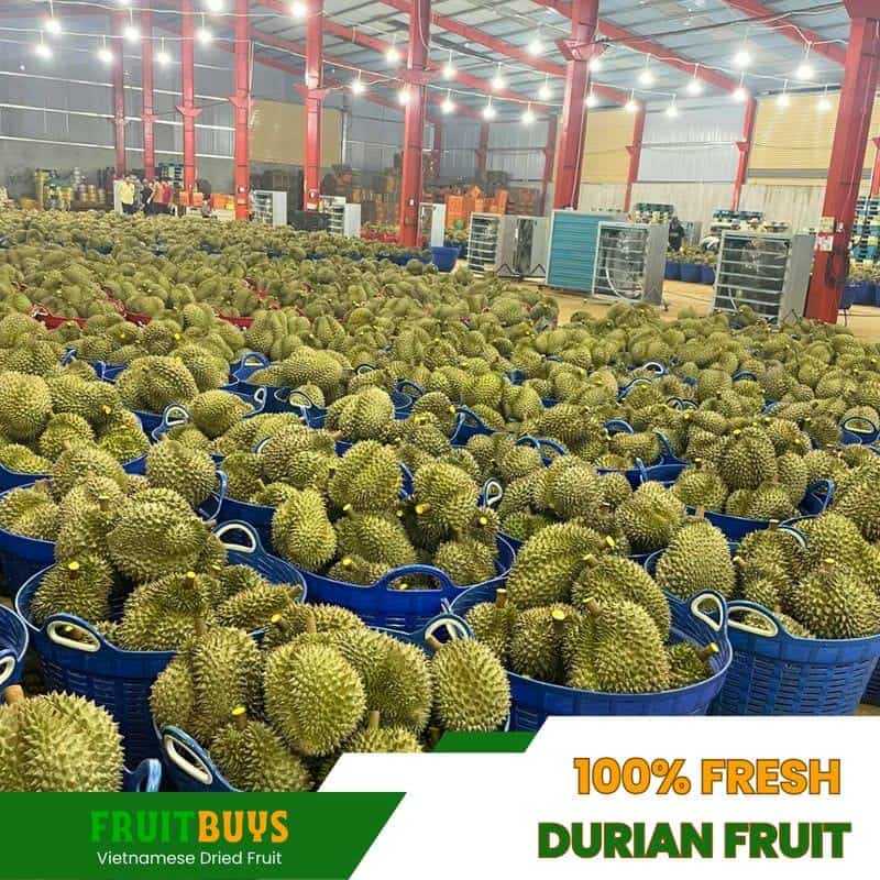 FruitBuys Vietnam 100% Fresh Durian Fruit 23103