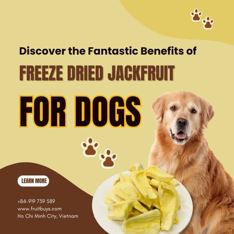 FruitBuys Vietnam Discover The Fantastic Benefits Of Freeze Dried Jackfruit For Dogs! 23108