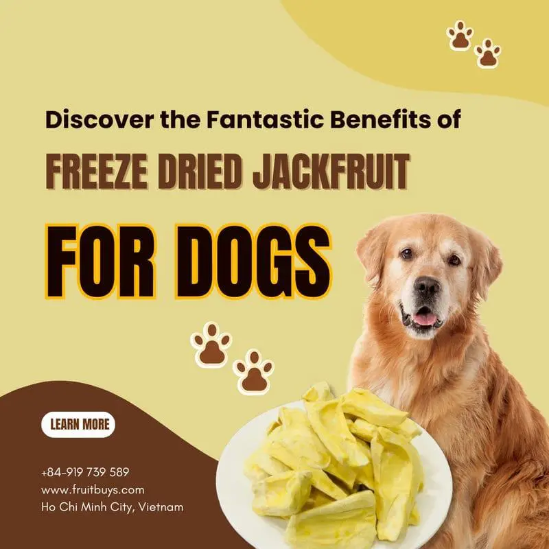 what dried fruit good for dogs