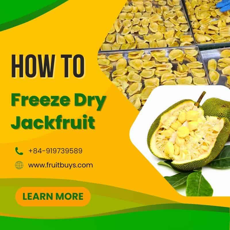 FruitBuys Vietnam How To Freeze Dry Jackfruit 23108