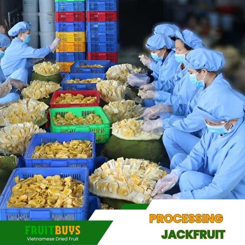 FruitBuys Vietnam Processing Jackfruit 23108