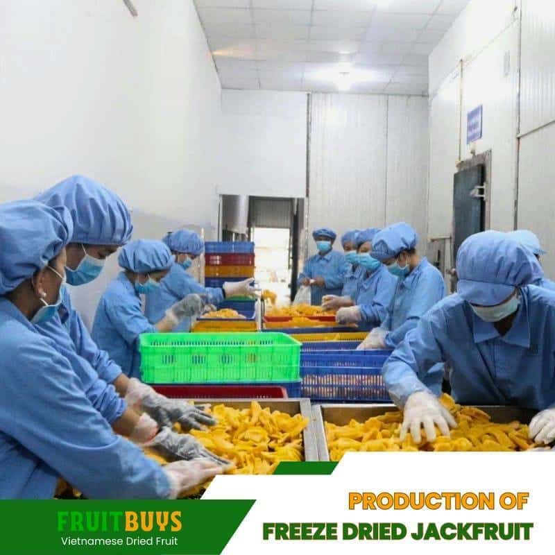 FruitBuys Vietnam Production Of Freeze Dried Jackfruit (2) 23105