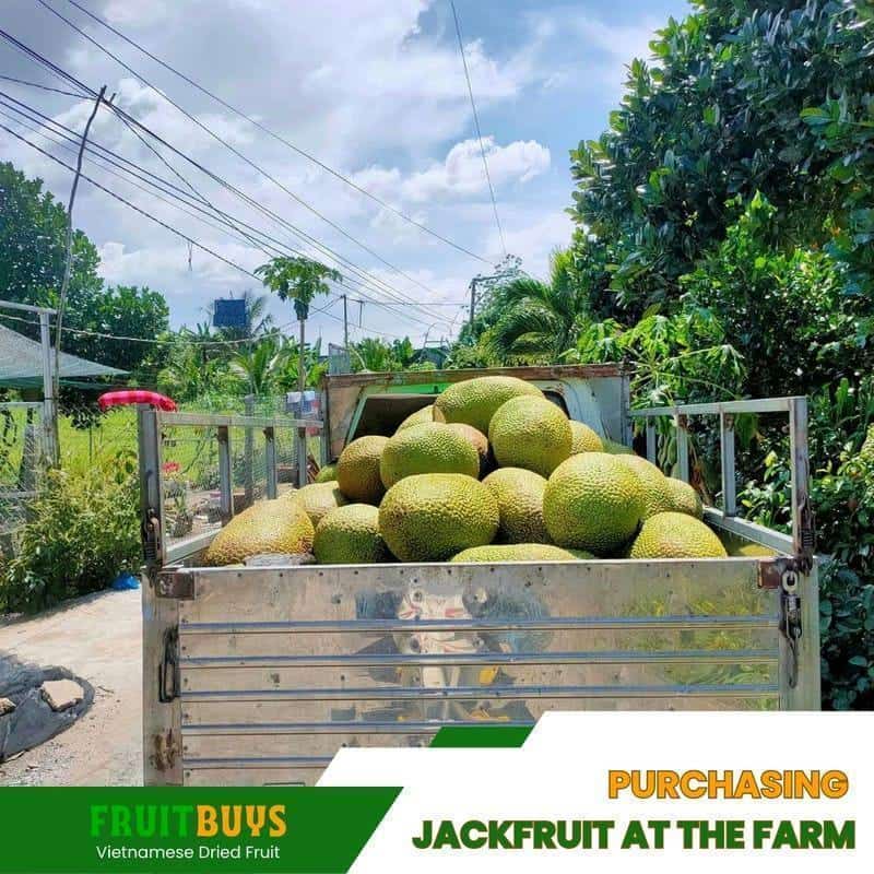 FruitBuys Vietnam Purchasing Jackfruit At The Farm (2) 23105