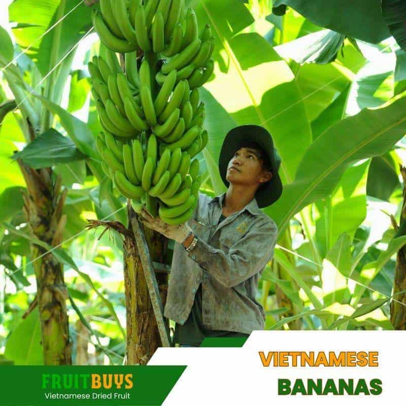 FruitBuys Vietnam Vietnamese Bananas (4) 231013