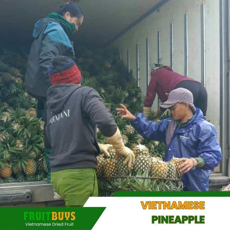 FruitBuys Vietnam Vietnamese Pineapple (2) 231024
