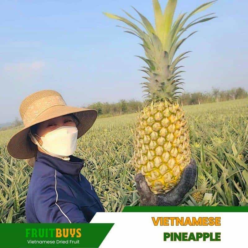 FruitBuys Vietnam Vietnamese Pineapple 231024