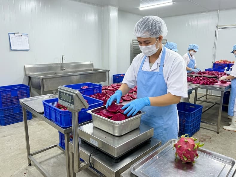 factory worker weighing fresh red dragon fruit flesh to verify conversion yield baseline