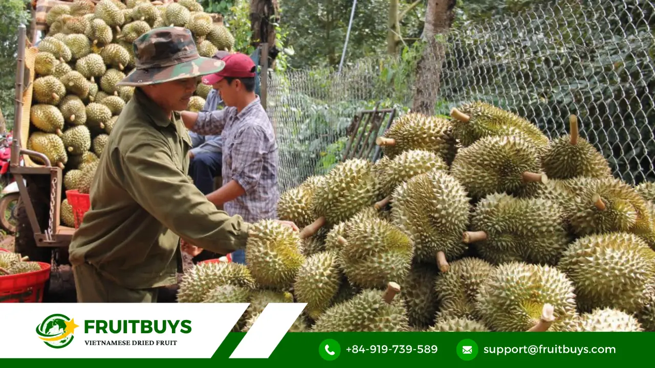 FruitBuys Vietnam 231220 Choosing Ingredients From The Garden Ensures The Freshest Quality