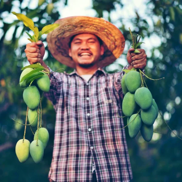 FruitBuys Vietnam   Mango Farmer Man 231206