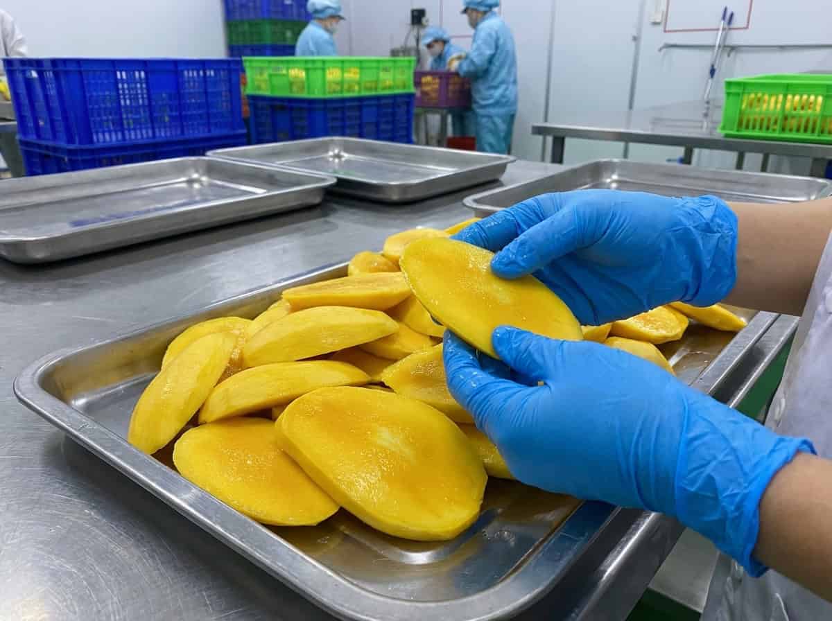 Industrial Preparation Of Fresh Mango Slices For Drying Without Chemical Sulfiting Agents