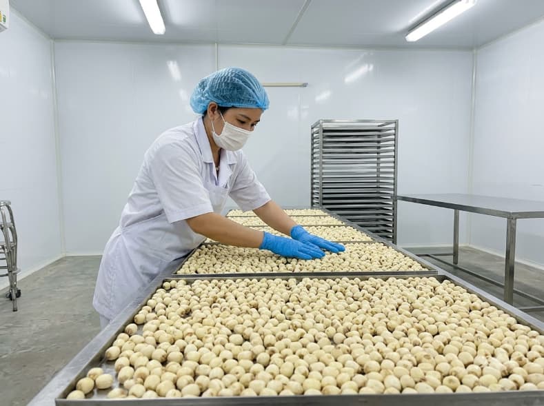 Freeze-Dried Lotus Seeds: What Import Buyers Must Verify Before Ordering processing operator loading cored fresh lotus seeds onto freeze drying trays in vietnamese factory.