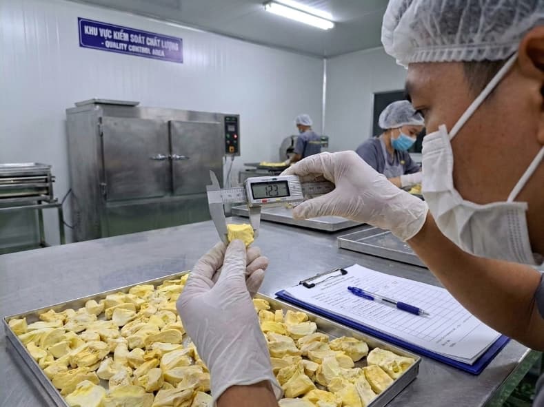 qa inspector measuring freeze dried durian piece dimensions with callipers in vietnam facility